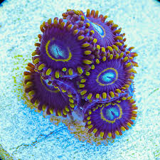Blue Hornet Zoanthid Polyp - Frag