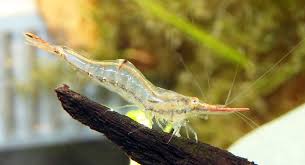 Pinnochio Shrimp