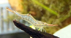 Pinnochio Shrimp