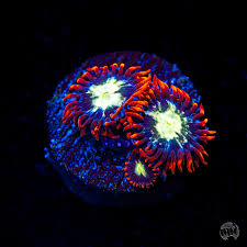 Alpha Omega Zoanthid Polyp - Frag