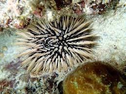 Rock Boring Urchin - Medium
