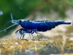 Blue Sapphire Shrimp
