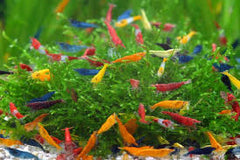 Shrimp Safe Community Fish Pack