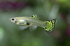 Guppy Female Green Scissor Tail