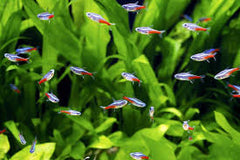 Neon Tetra School Pack