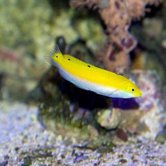 Lemon Meringue Wrasse - Medium