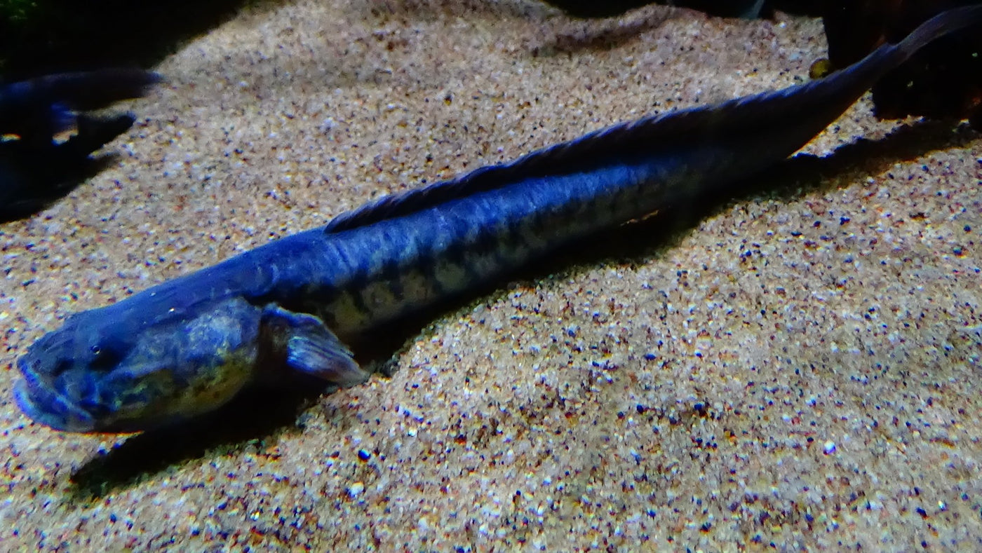 Freshwater Gobies