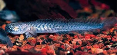 Dragon Fish Goby