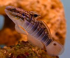 Dragon Sleeper Goby - Medium