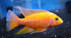 Golden Dragon Blood