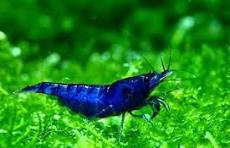 Dream Blue Shrimp