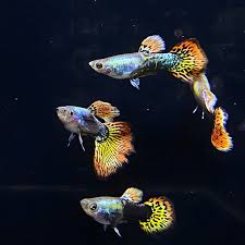Dumbo Ear Guppy Male