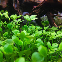 Dwarf Four Leaf Clover Potted