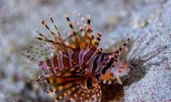 Dwarf Lionfish - Medium