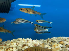 Debauwi Catfish