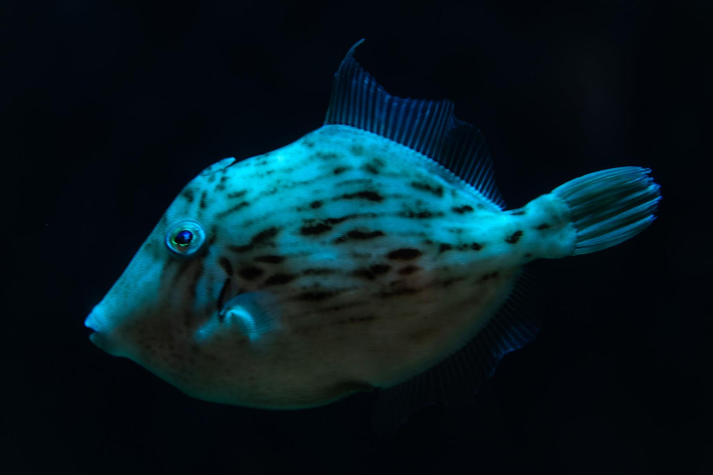 Atlantic Filefish - Medium