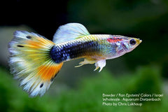 Guppy Female Blonde Rainbow