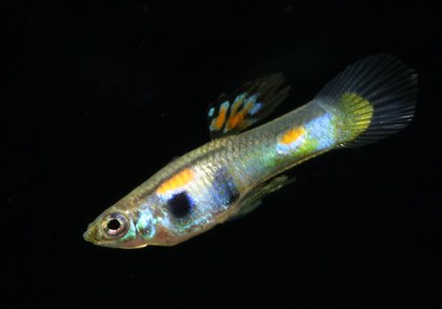 Guppy Endler Female Assorted