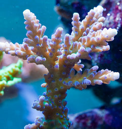 Yellow Acropora Austera Coral - Frag