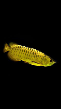 Golden Master Discus