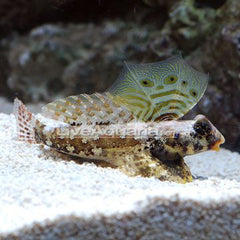 Scooter Blenny - Medium
