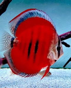 Red Rose Discus