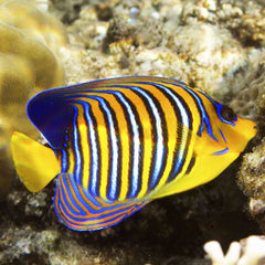 Regal Angel Indonesia - Medium