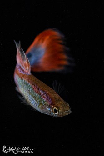 Guppy Female Neon Firetail