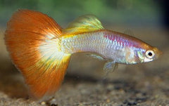 Tequila Sunrise Guppy Male