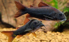 Black Venezuelanus Corydoras Tank Raised