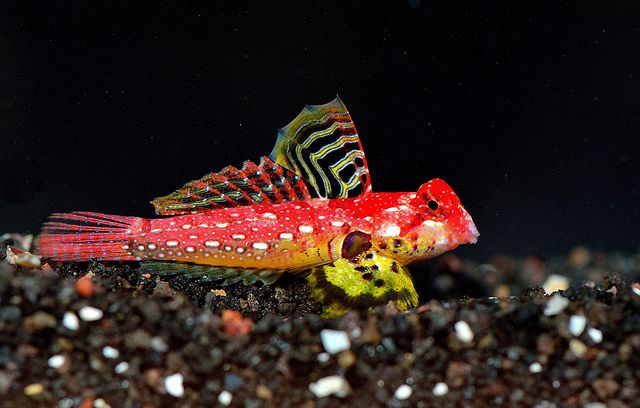 Ruby Red Dragonet Female - Medium