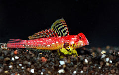 Ruby Red Dragonet Female - Medium