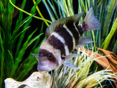 Black Widow Frontosa Cichlid