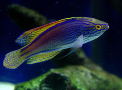 Eight Line Fairy Wrasse Red Sea - Medium