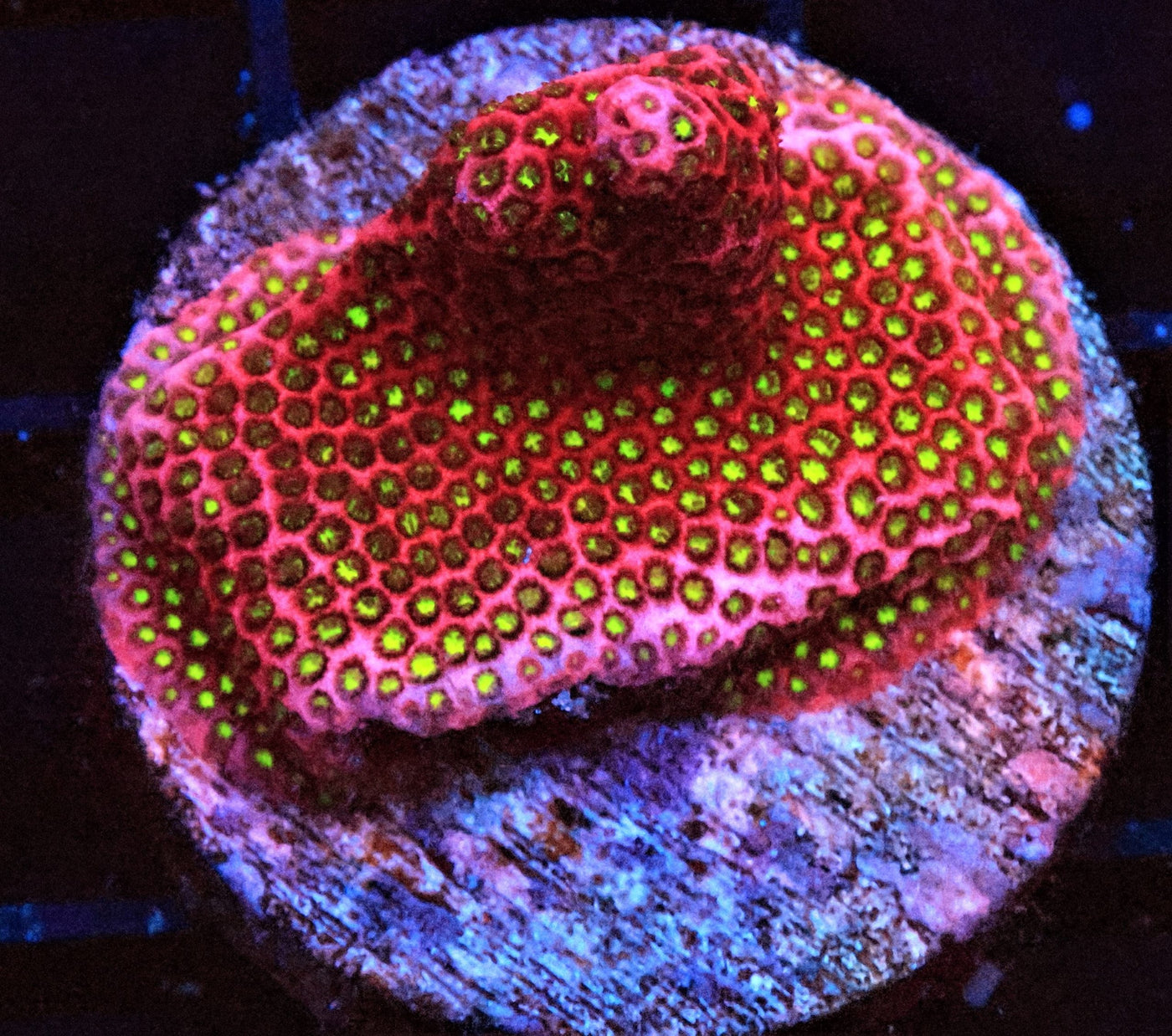 Electric Daisy Stylophora Coral - Frag