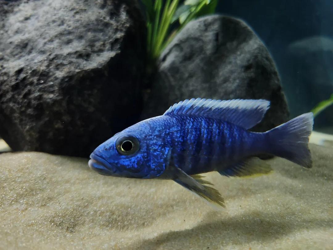 Electric Blue Ahli Cichlid