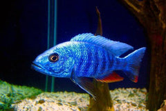 Electric Blue Ahli Cichlid