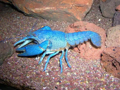 Electric Blue Crawfish