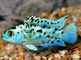 Electric Blue Jack Dempsey