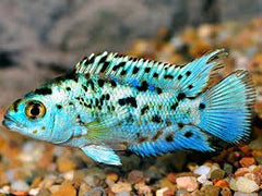Electric Blue Jack Dempsey