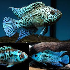 Electric Blue Jack Dempsey