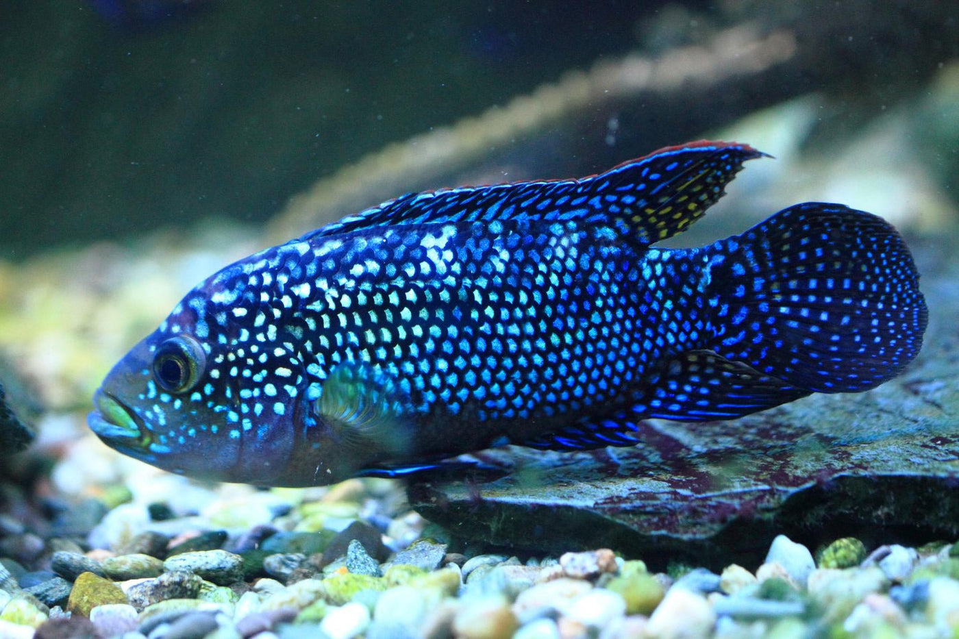 Electric Blue Jack Dempsey Cichlid