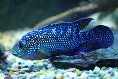 Electric Blue Jack Dempsey Cichlid