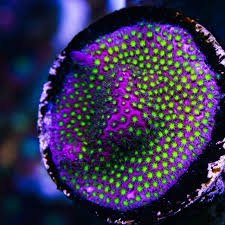 Electric Daisy Stylophora Coral - Frag