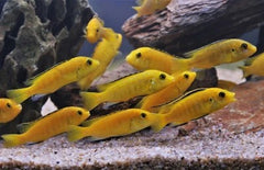Malawi Cichlids yellow Lab
