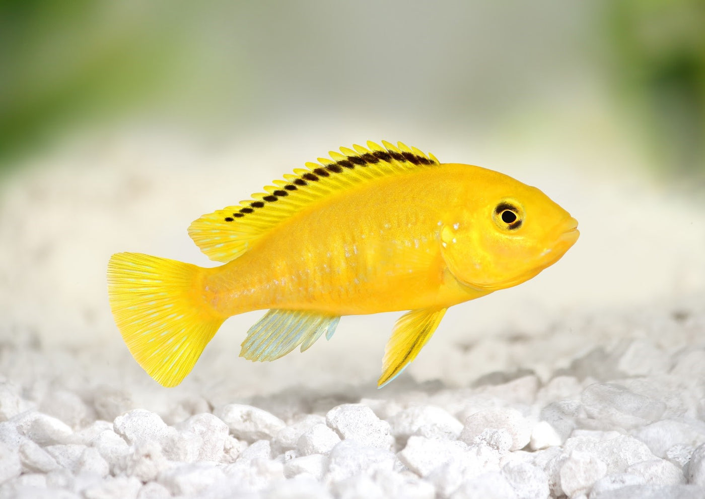 Malawi Cichlids yellow Lab