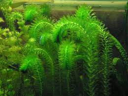 Elodea Densa