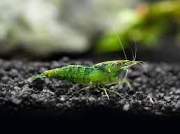 Emerald Green Shrimp