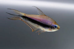 Emperor Tetra