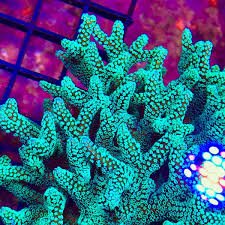 Enchanted Forest Bird's Nest Coral - Frag